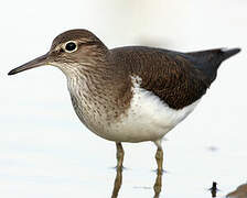 Common Sandpiper