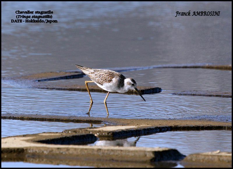 Marsh Sandpiper