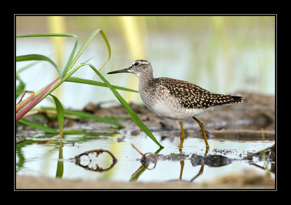 Wood Sandpiper