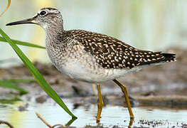 Wood Sandpiper