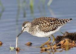 Wood Sandpiper