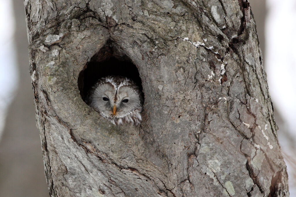 Ural Owl