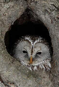 Ural Owl