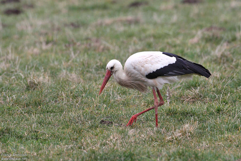 Cigogne blancheadulte, pêche/chasse