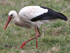 White Stork