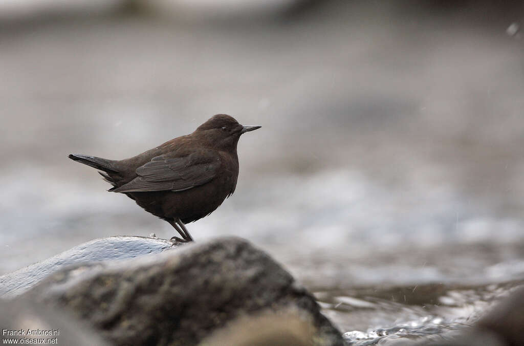 Brown Dipperadult post breeding, identification