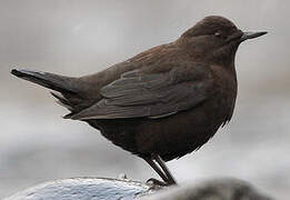 Brown Dipper