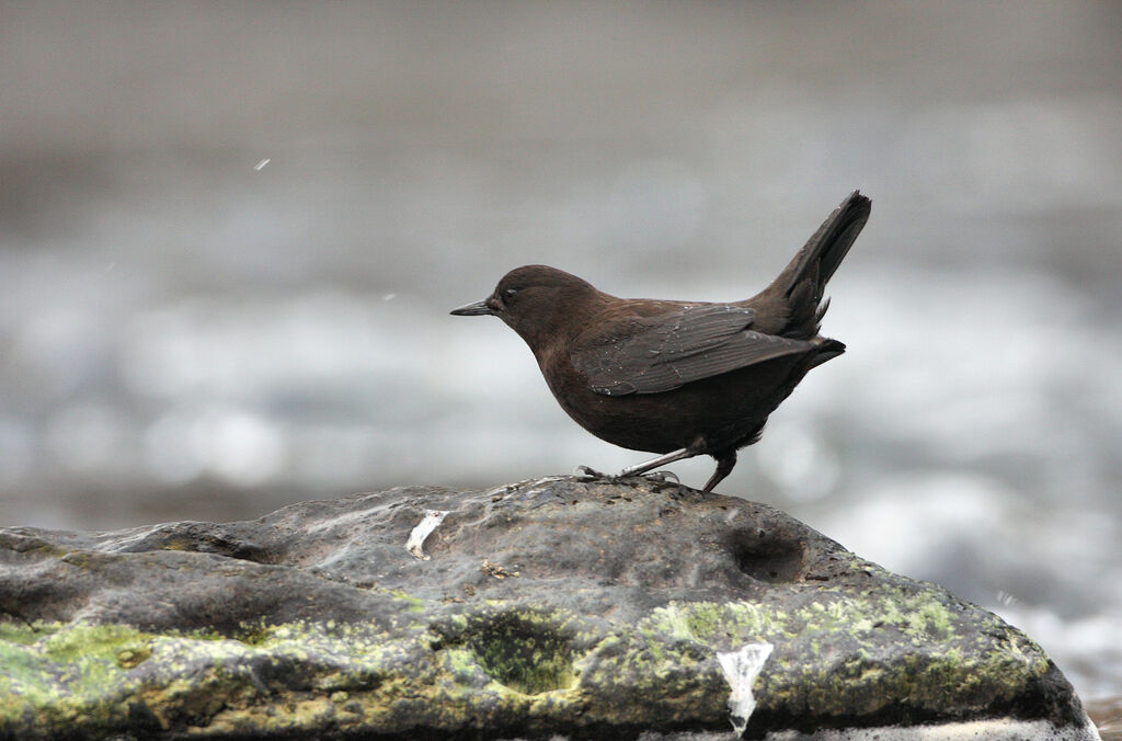 Brown Dipperadult post breeding