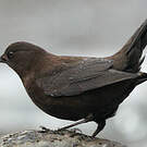 Cincle de Pallas