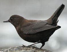 Brown Dipper