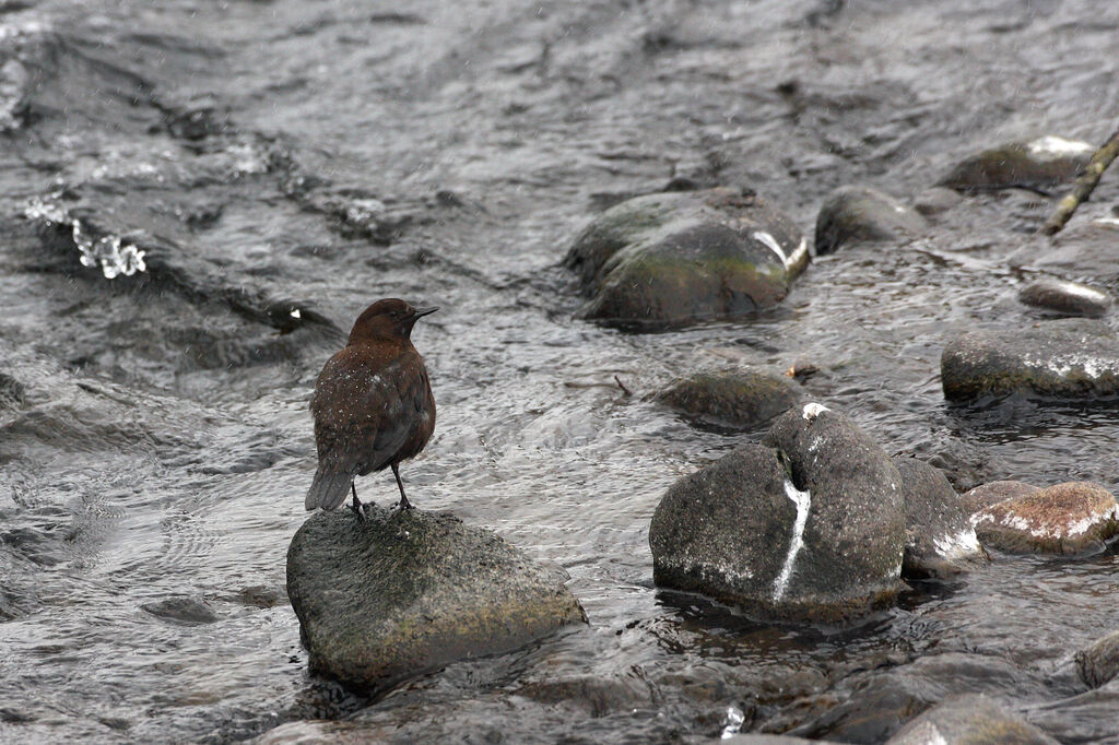 Brown Dipper male adult