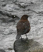 Brown Dipper