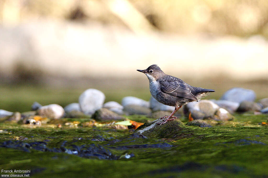 White-throated DipperFirst year, identification