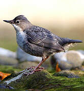 White-throated Dipper