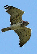 Short-toed Snake Eagle