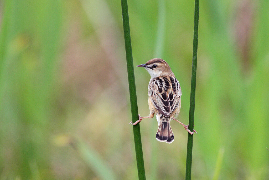 Zitting Cisticola male adult breeding