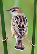 Zitting Cisticola