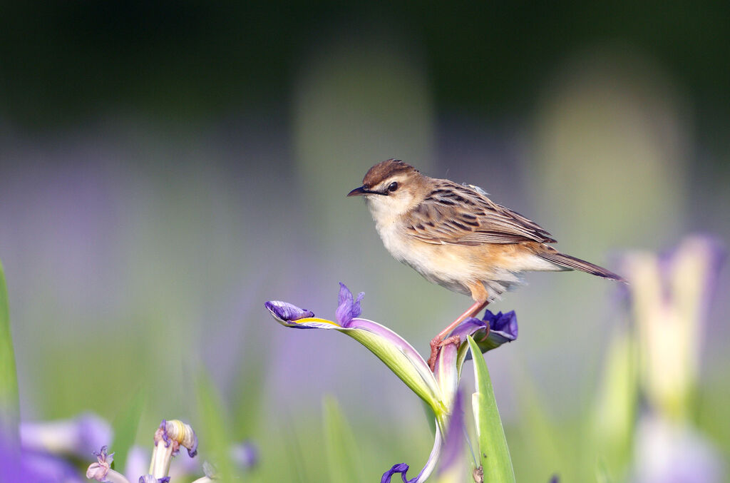 Zitting Cisticolaadult breeding, identification