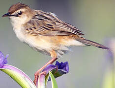 Zitting Cisticola