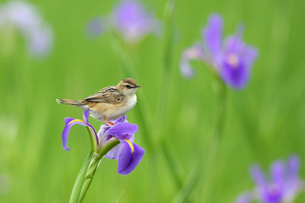 Zitting Cisticola male adult breeding