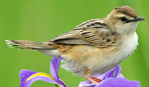 Zitting Cisticola