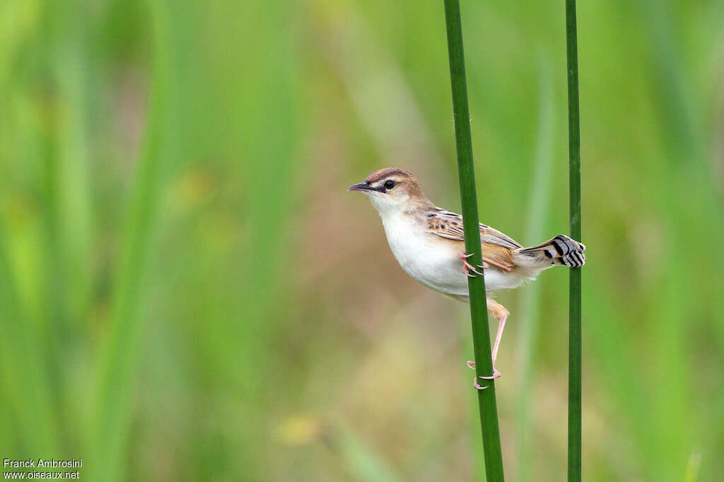 Zitting Cisticolaadult breeding, identification