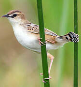 Zitting Cisticola