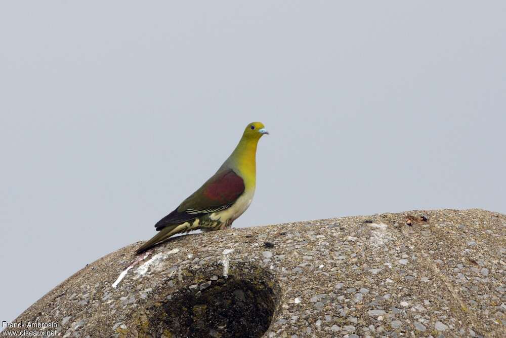 White-bellied Green Pigeon