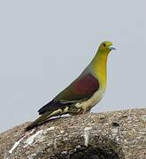 White-bellied Green Pigeon