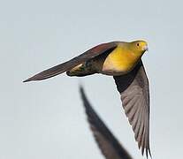 White-bellied Green Pigeon