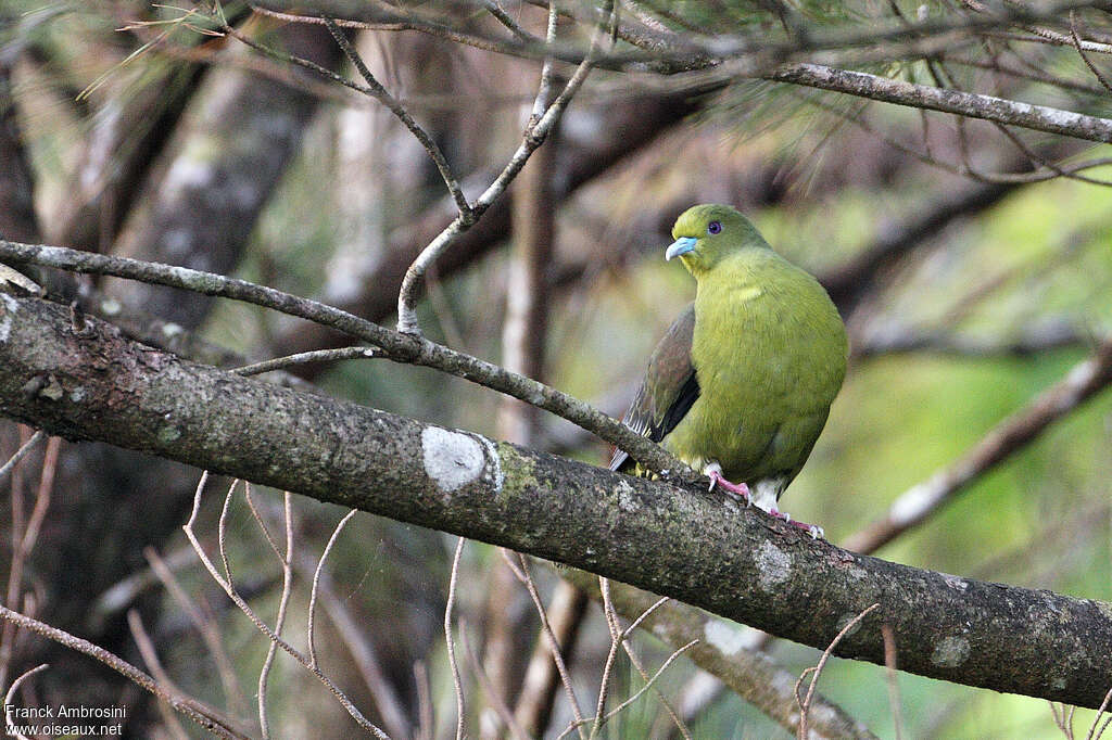 Ryukyu Green Pigeonadult breeding