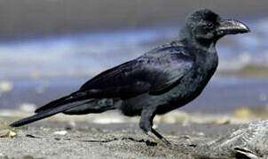 Large-billed Crow