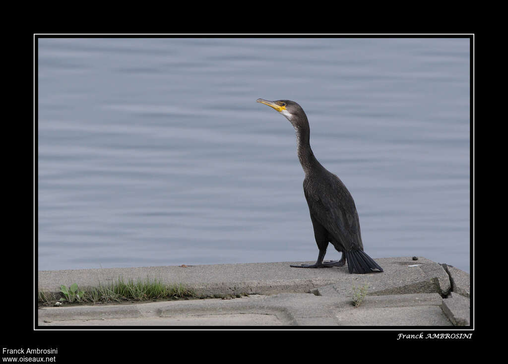 Cormoran de Temminck