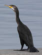 Cormoran de Temminck