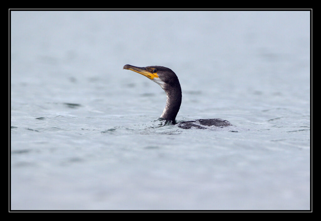 Cormoran de Temminck