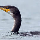 Cormoran de Temminck