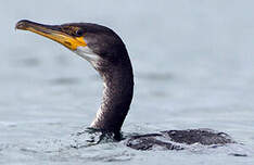 Cormoran de Temminck