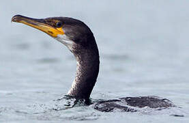 Japanese Cormorant