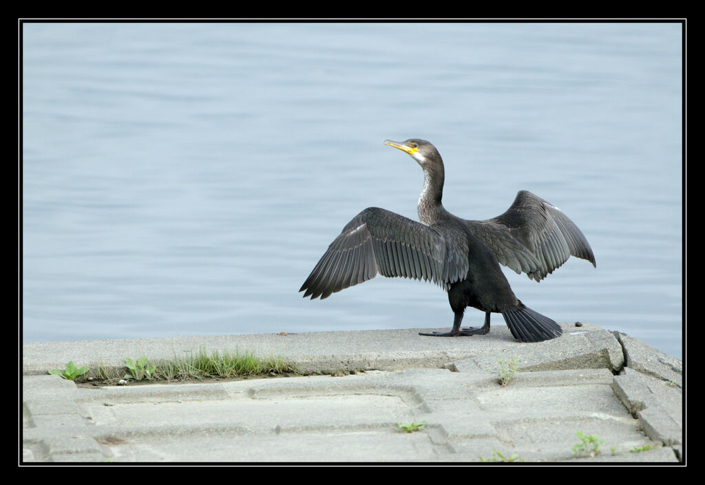 Japanese Cormorant