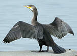 Cormoran de Temminck