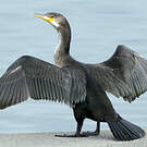 Cormoran de Temminck