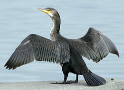 Japanese Cormorant