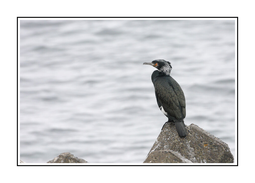 Japanese Cormorantadult breeding, identification