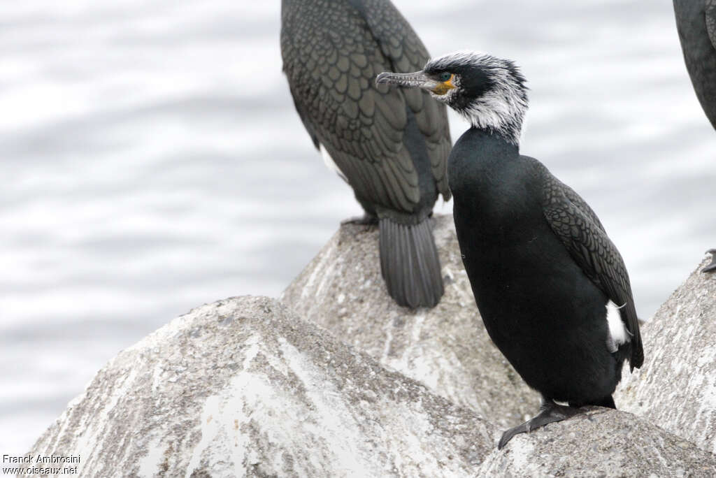 Cormoran de Temminckadulte nuptial