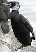 Japanese Cormorant