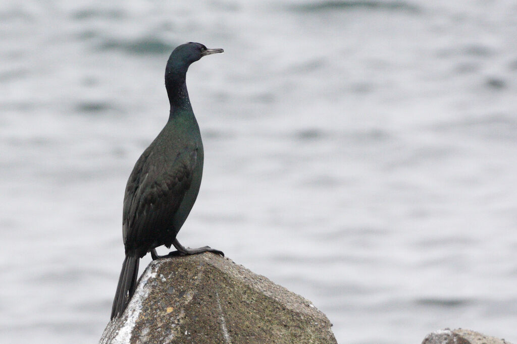 Cormoran pélagiqueadulte nuptial