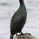 Cormoran pélagique
