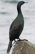 Pelagic Cormorant