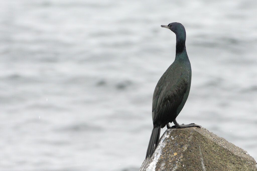 Cormoran pélagiqueadulte nuptial