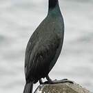 Cormoran pélagique
